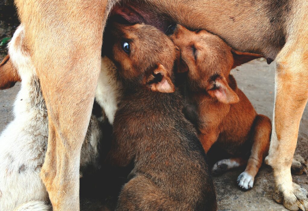 Stray Dogs in India to be removed