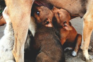 Stray Dogs in India to be removed
