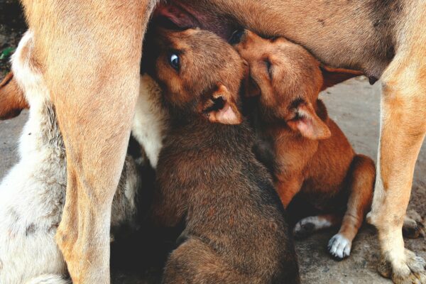 Stray Dogs in India to be removed