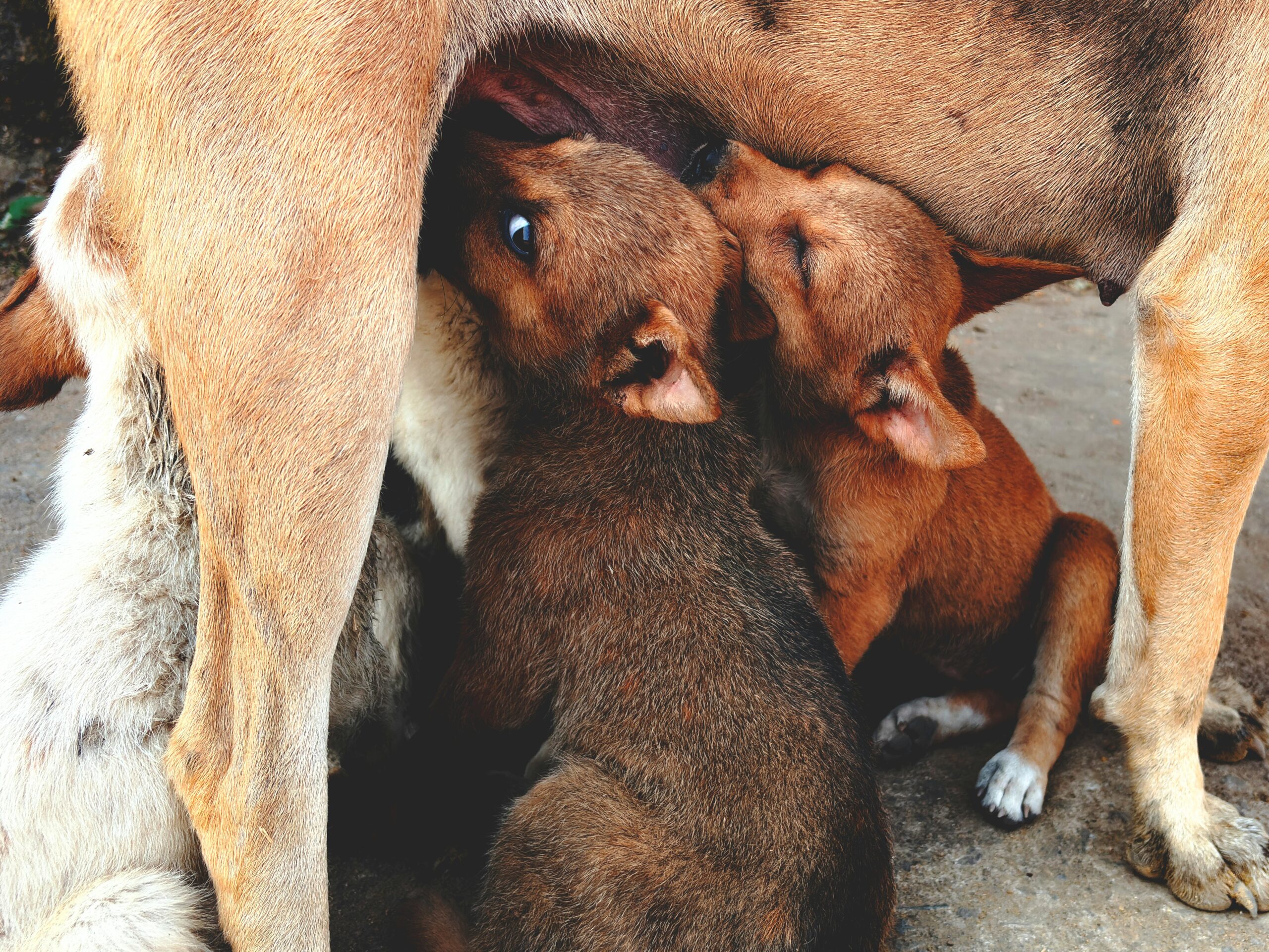 Stray Dogs in India to be removed