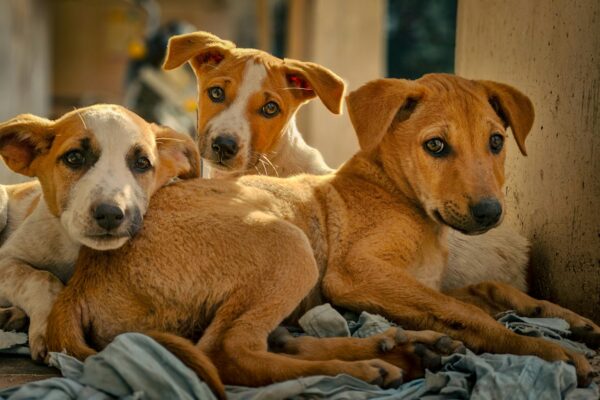 Stray Dogs to be removed from streets