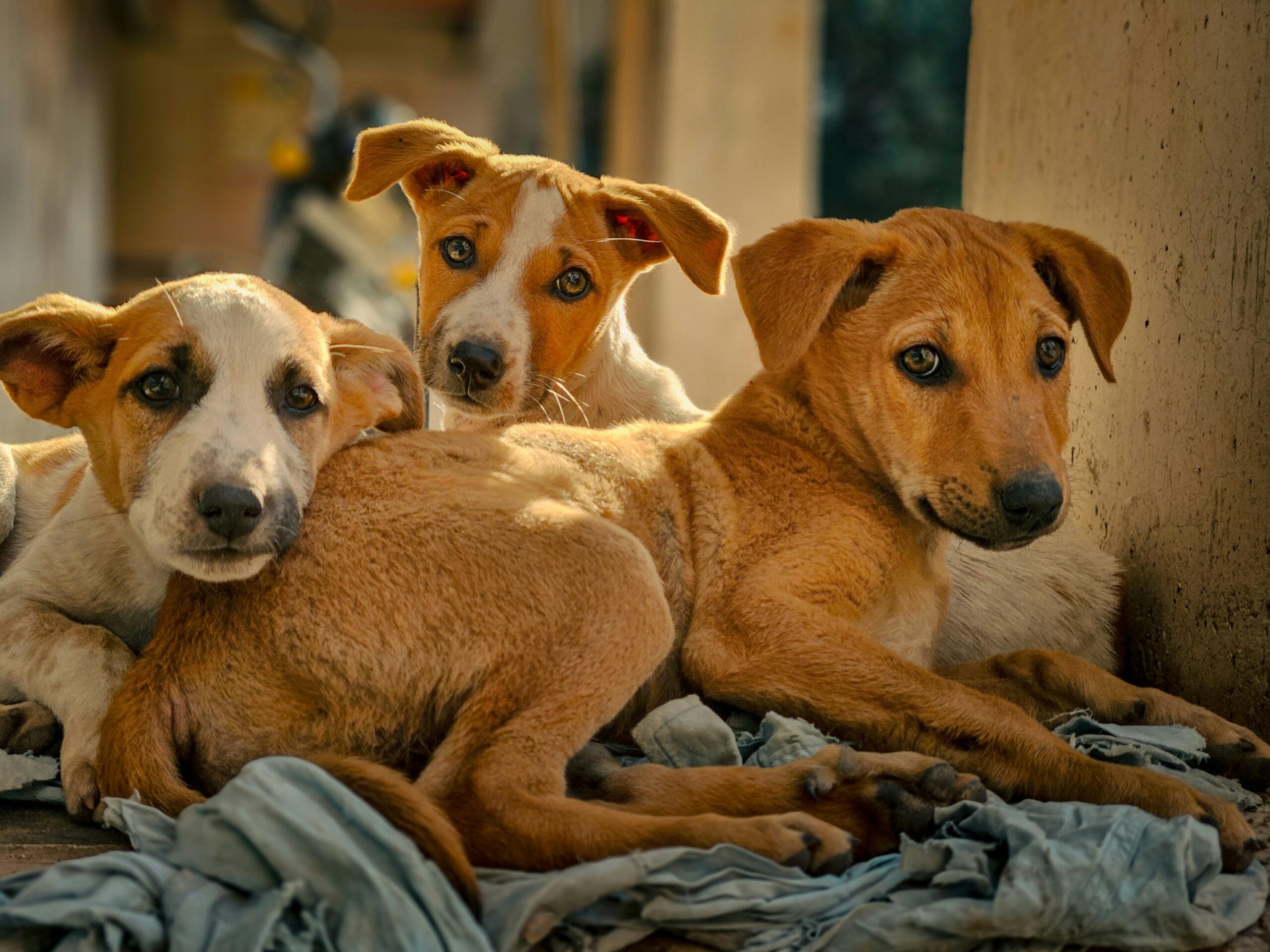 Stray Dogs to be removed from streets